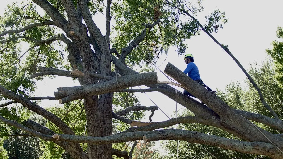 Professional Crown Thinning performed by certified arborists in Weeksbury